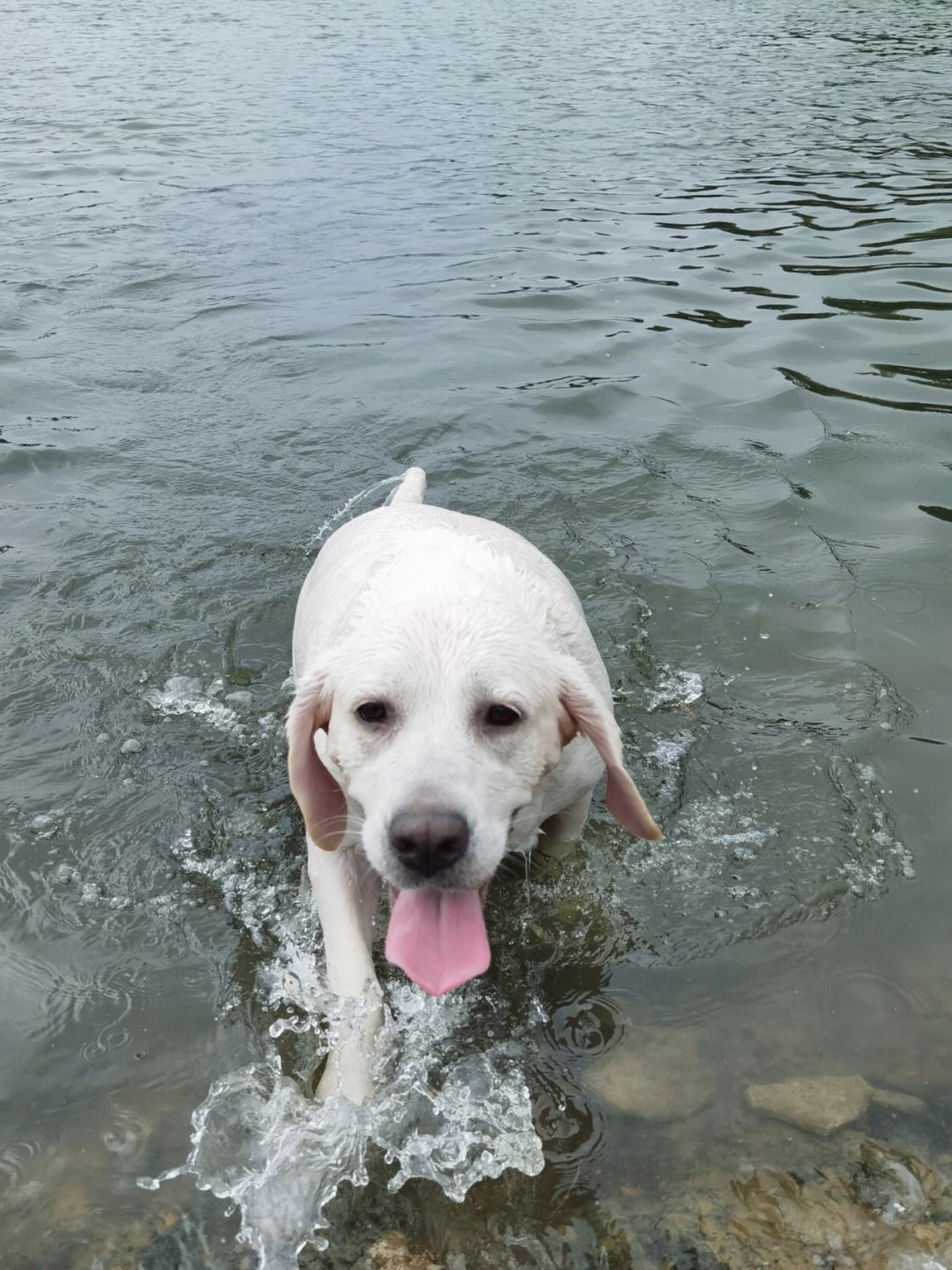 印尼游泳健将强势冲刺，锋芒毕露